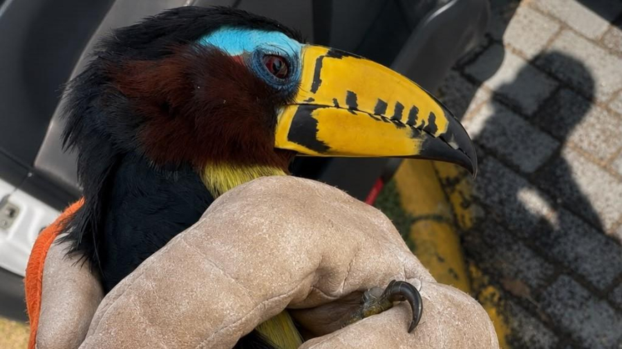 Bombeiros militares resgatam dois animais silvestres em Lucas do Rio Verde